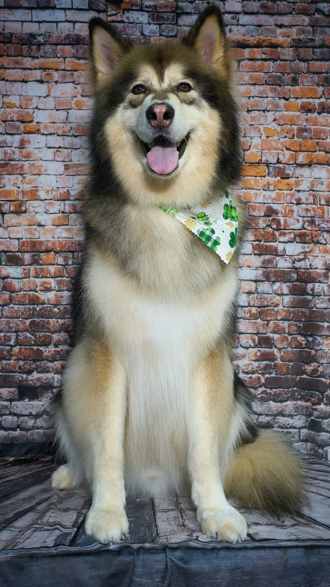 Shear Quality Pet Grooming