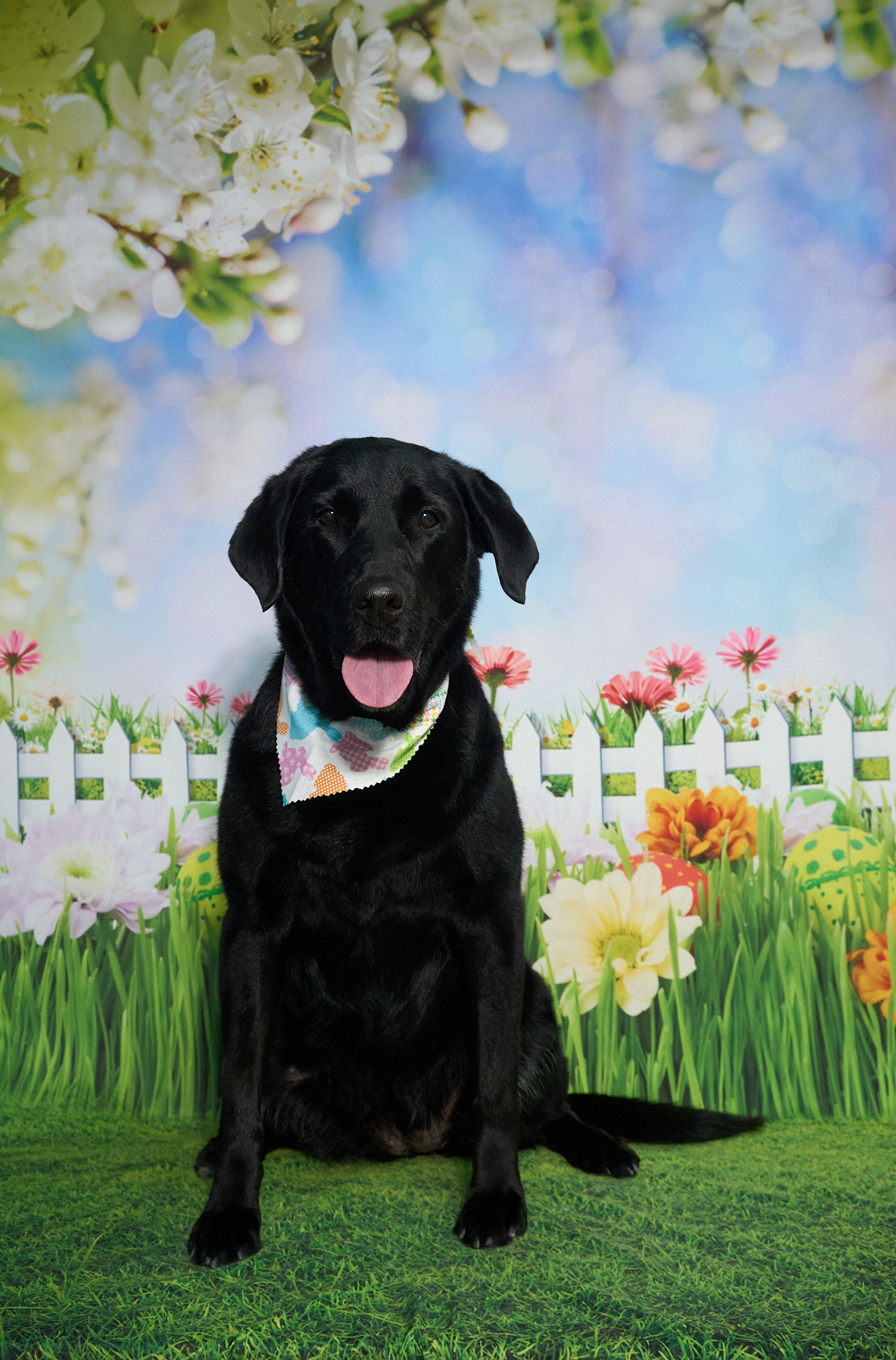 Shear Quality Pet Grooming