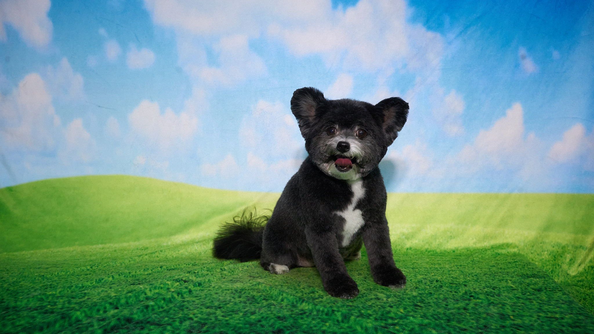 Shear Quality Pet Grooming