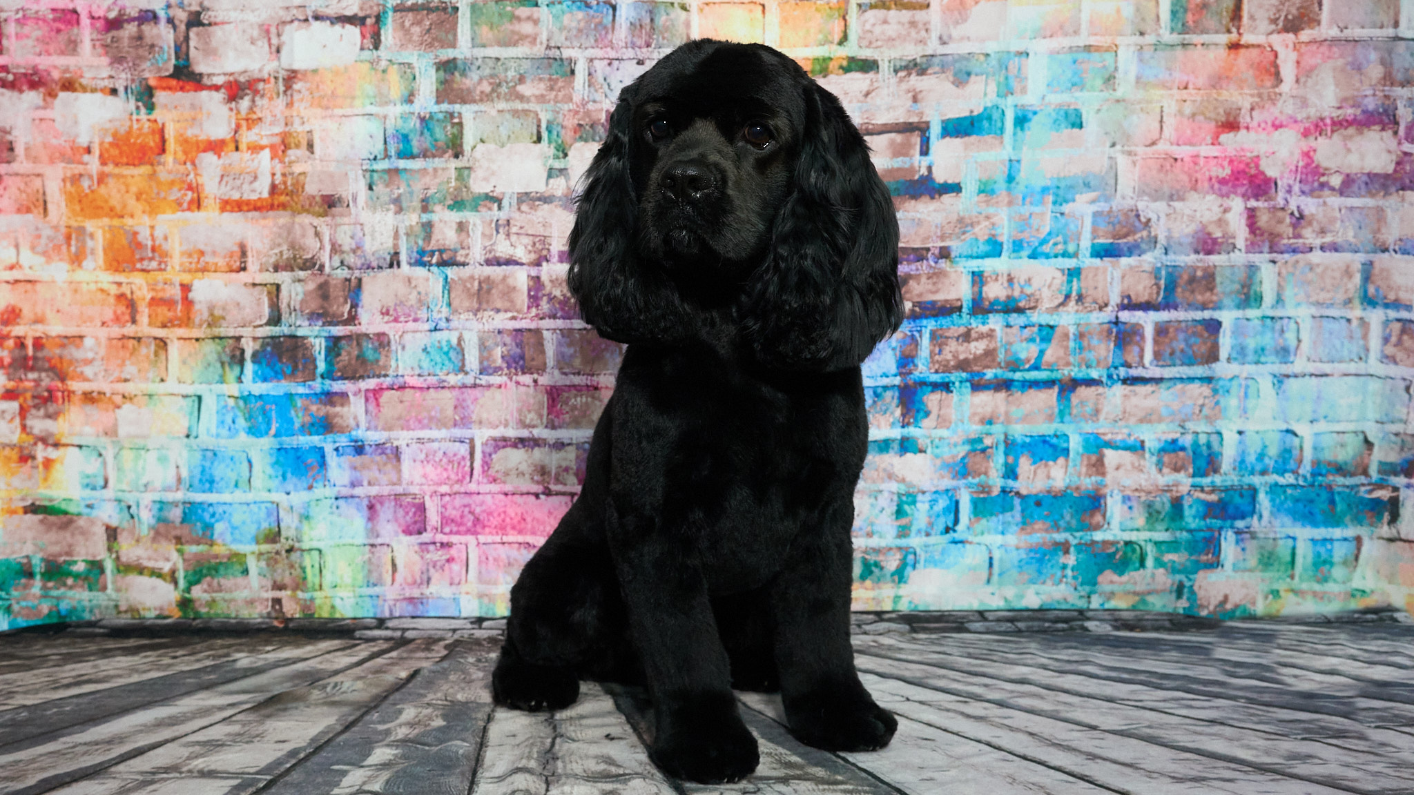 Shear Quality Pet Grooming