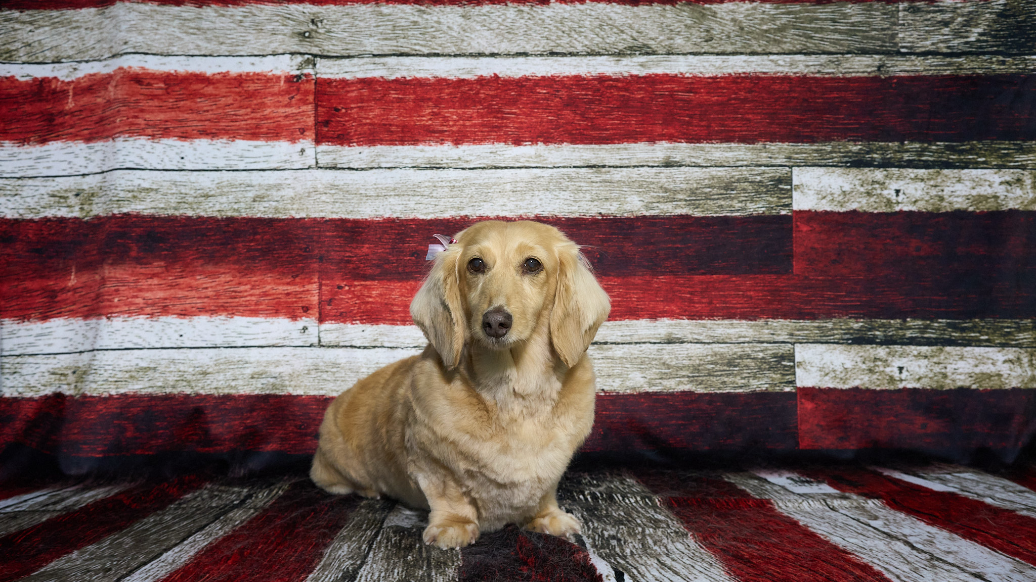 Shear Quality Pet Grooming