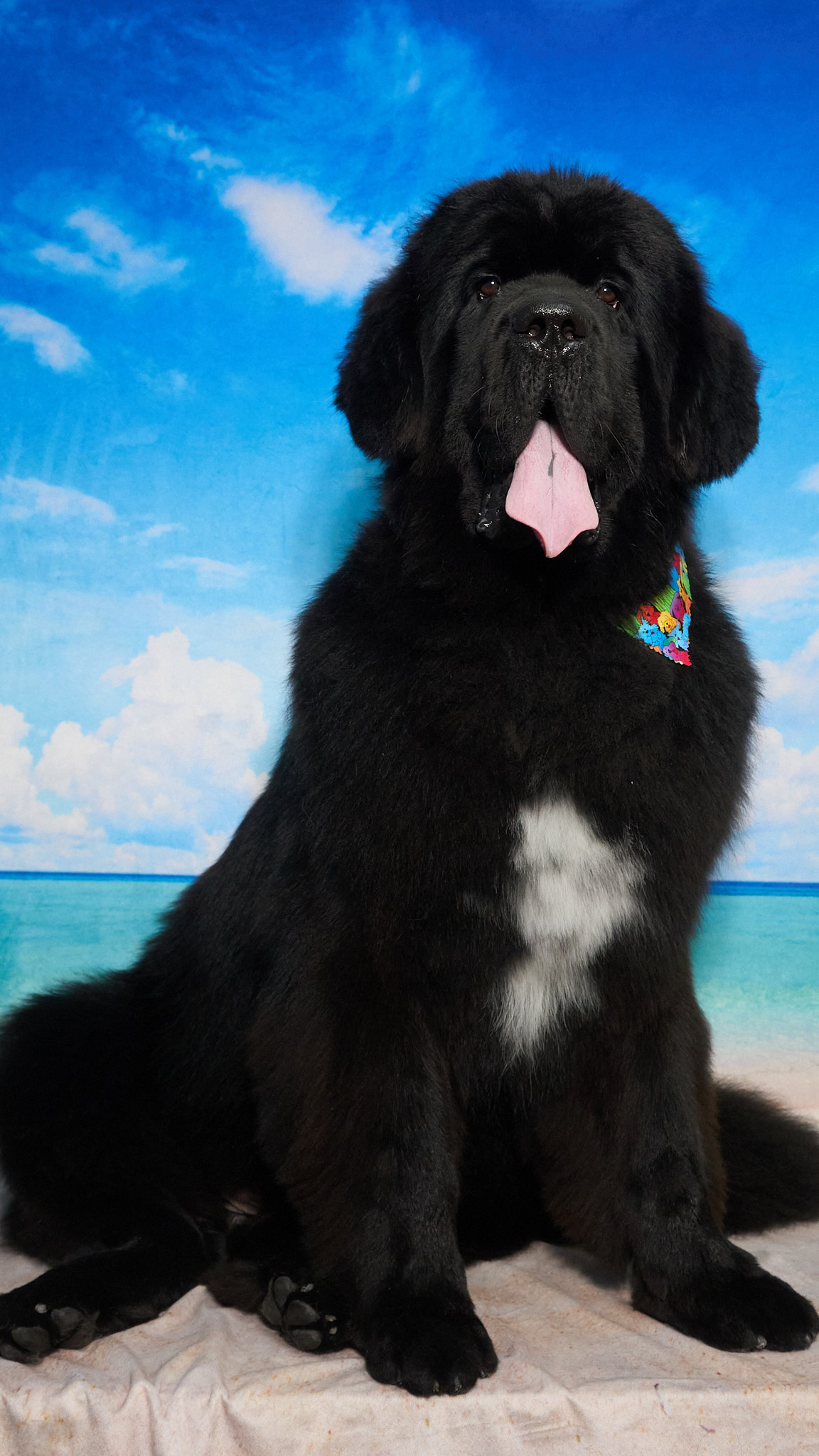 Shear Quality Pet Grooming