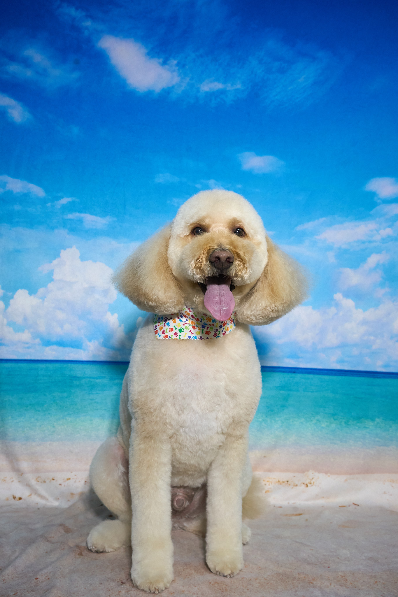 Shear Quality Pet Grooming