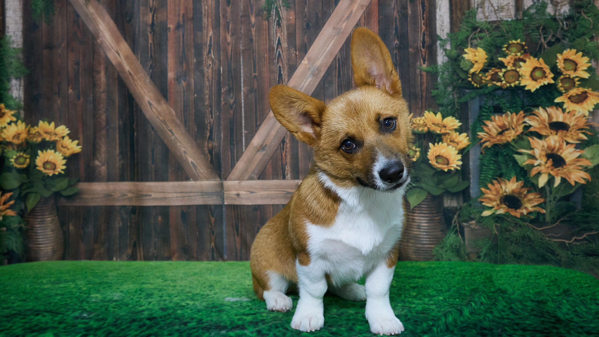 Shear Quality Pet Grooming