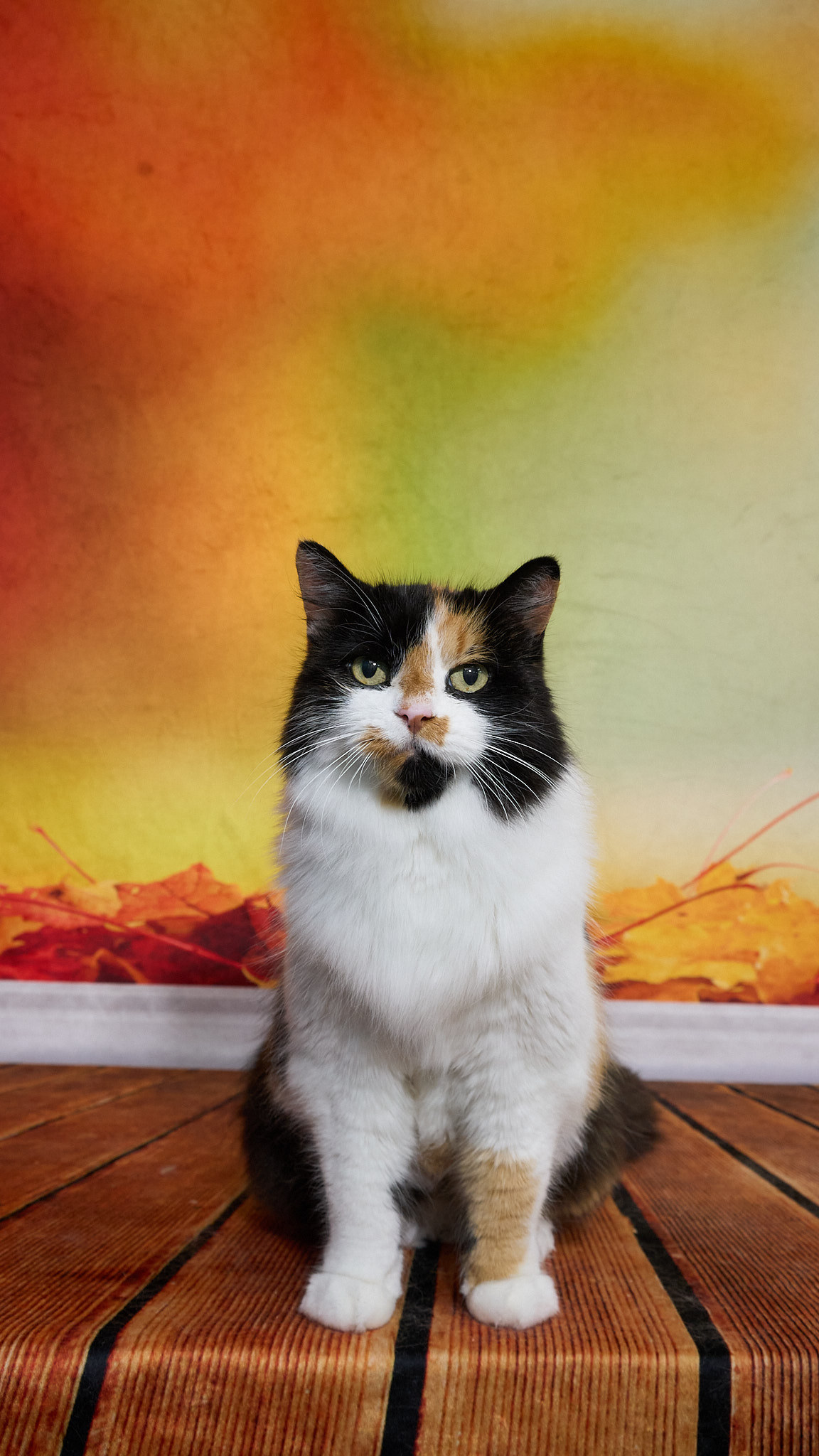 Shear Quality Pet Grooming