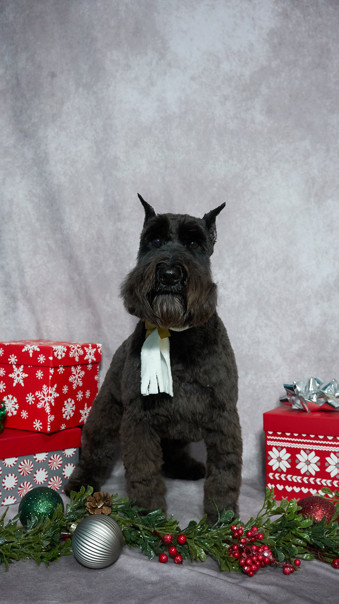 Shear Quality Pet Grooming