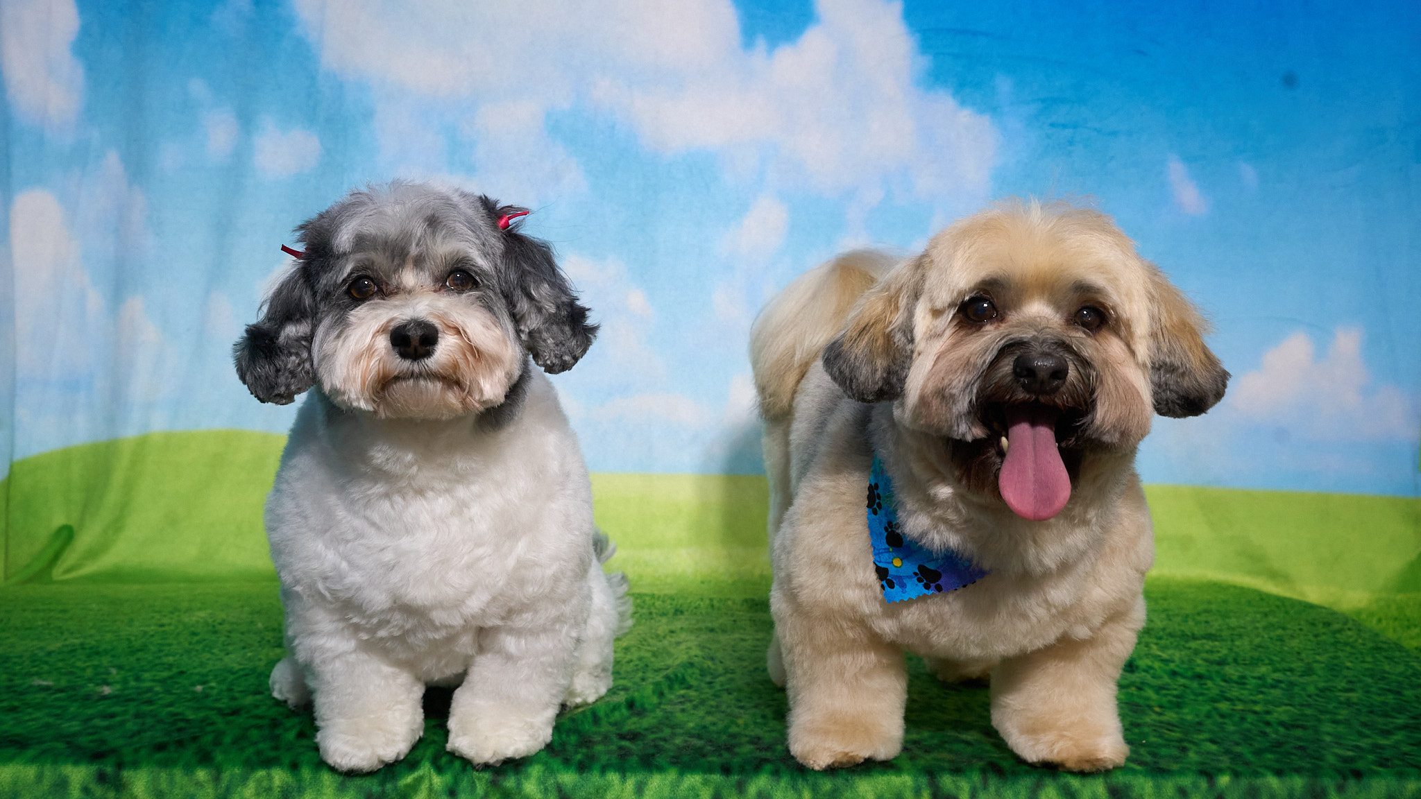 Shear Quality Pet Grooming