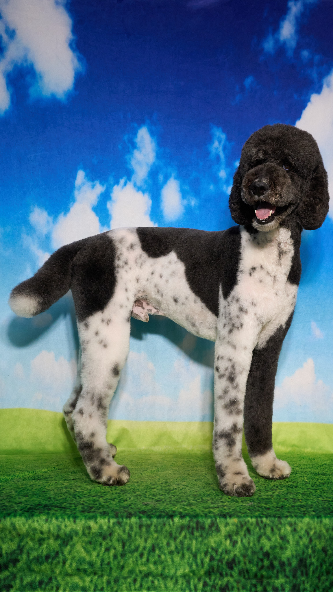 Shear Quality Pet Grooming