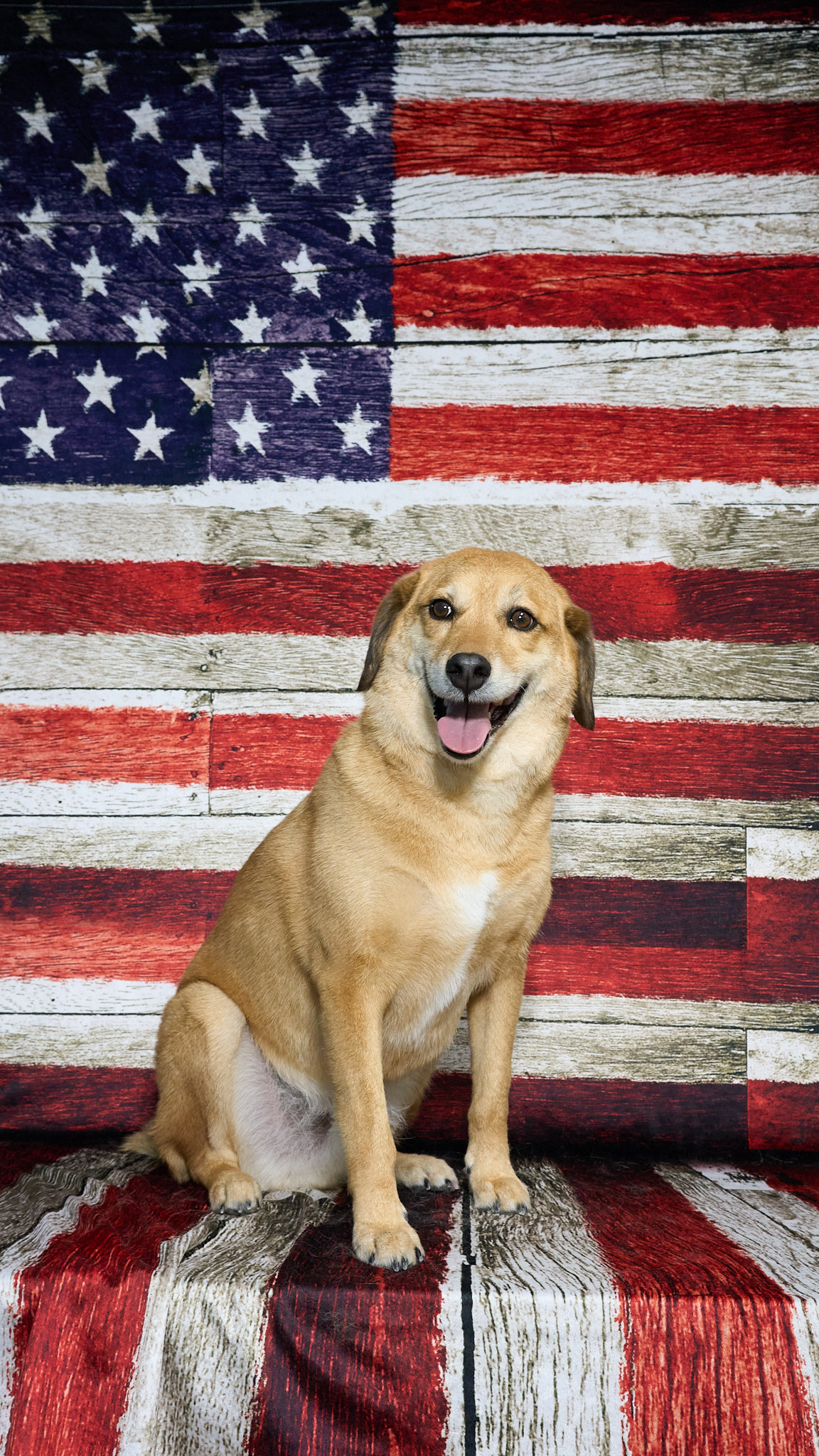 Shear Quality Pet Grooming