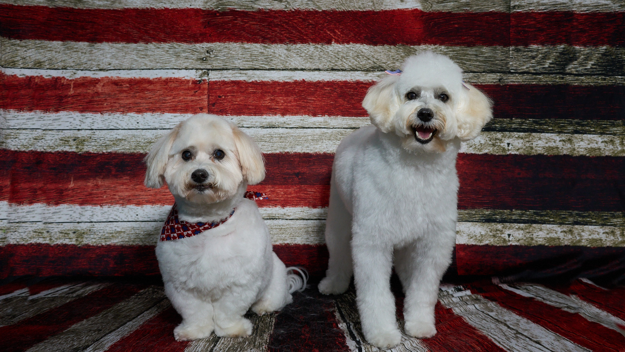 Shear Quality Pet Grooming