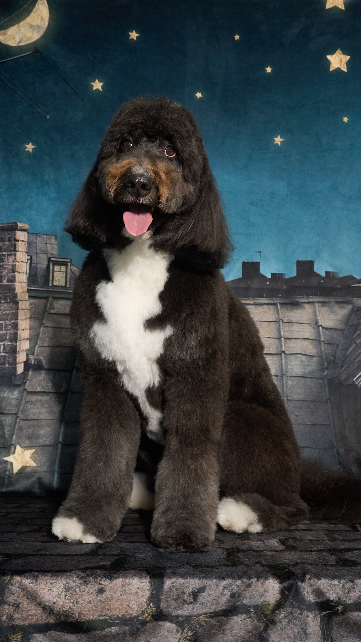 Shear Quality Pet Grooming