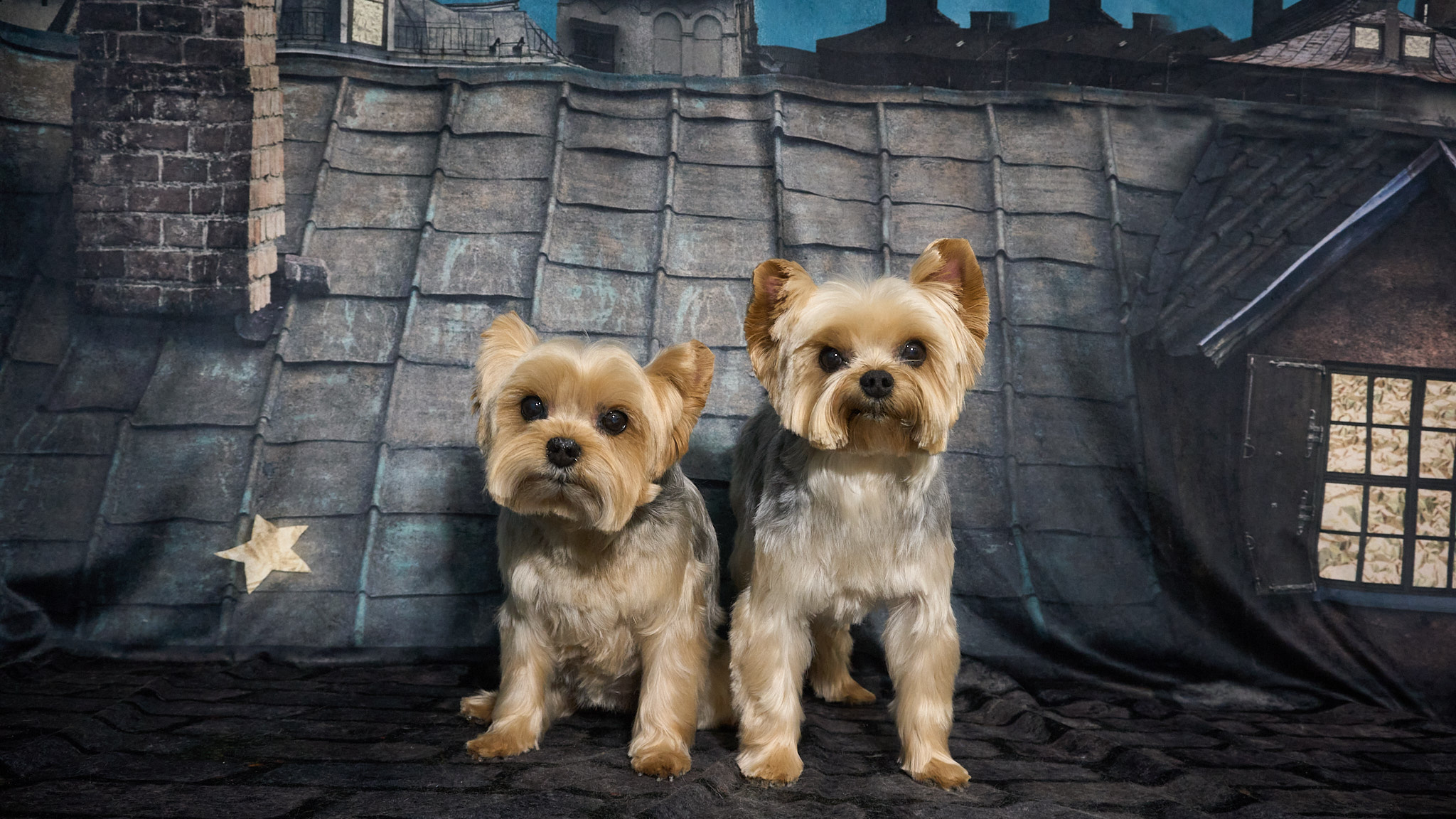 Shear Quality Pet Grooming