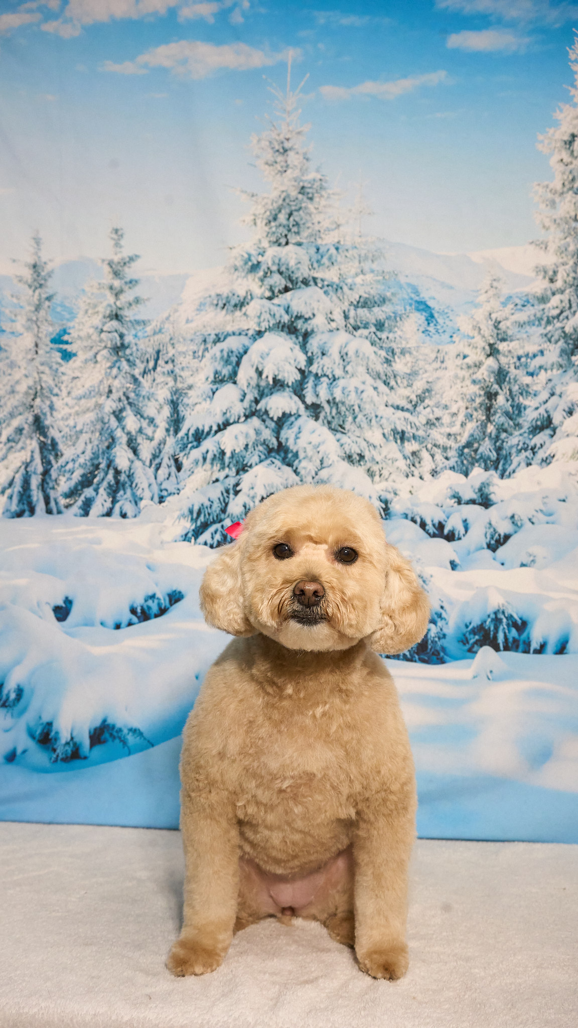 Shear Quality Pet Grooming