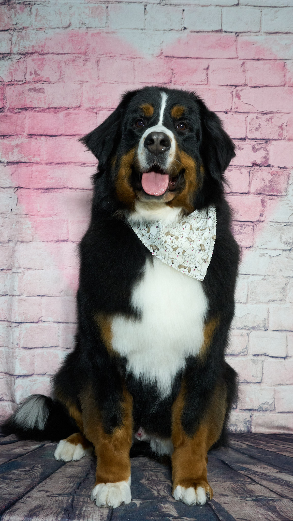 Shear Quality Pet Grooming