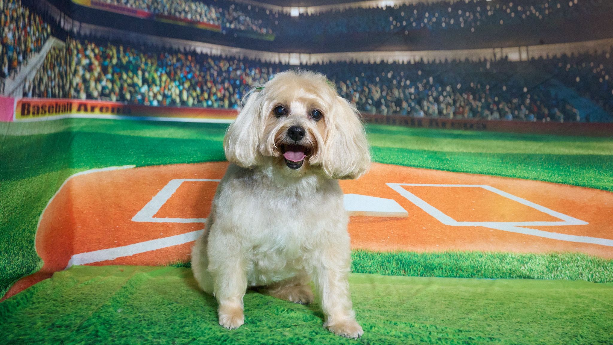 Shear Quality Pet Grooming