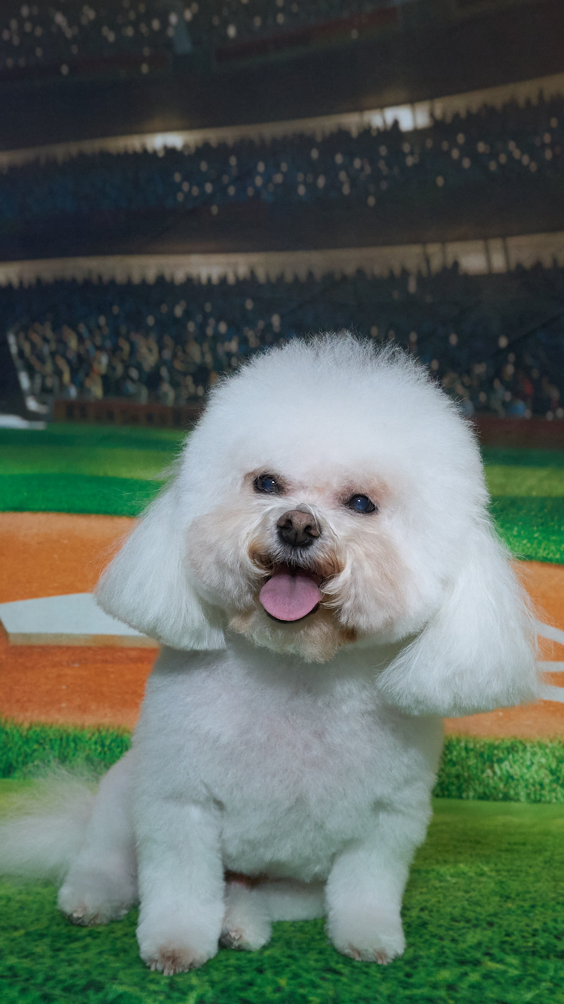 Shear Quality Pet Grooming