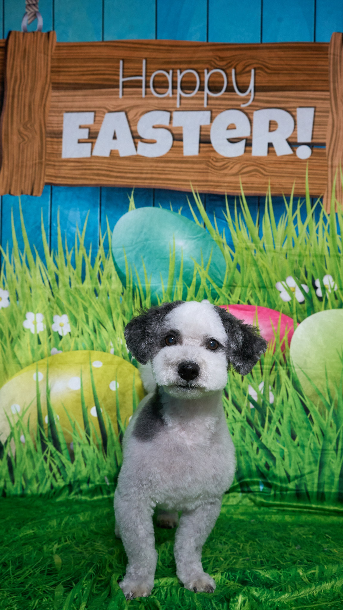 Shear Quality Pet Grooming