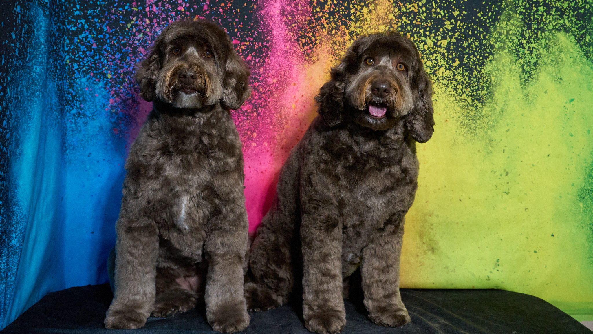 Shear Quality Pet Grooming