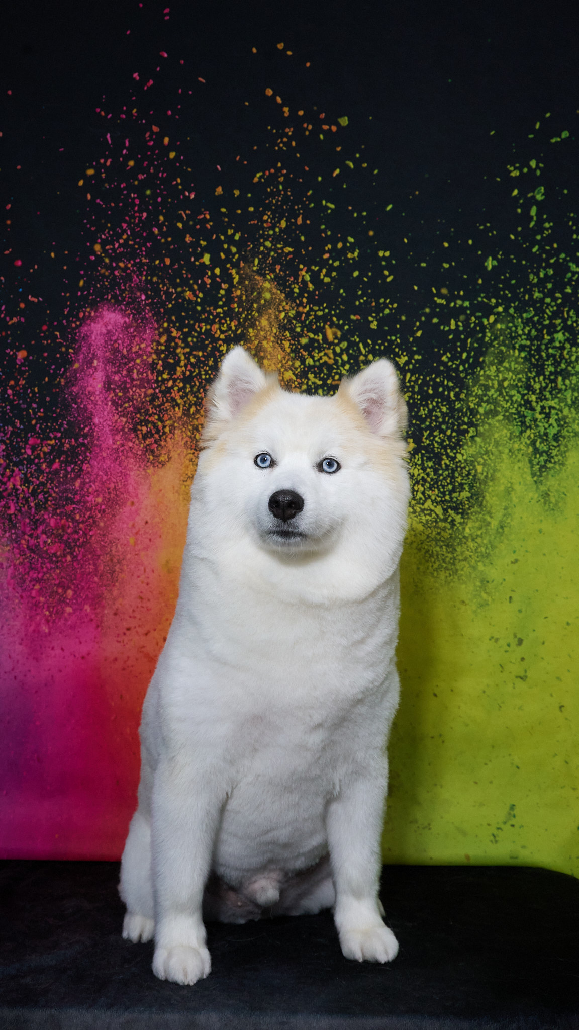 Shear Quality Pet Grooming