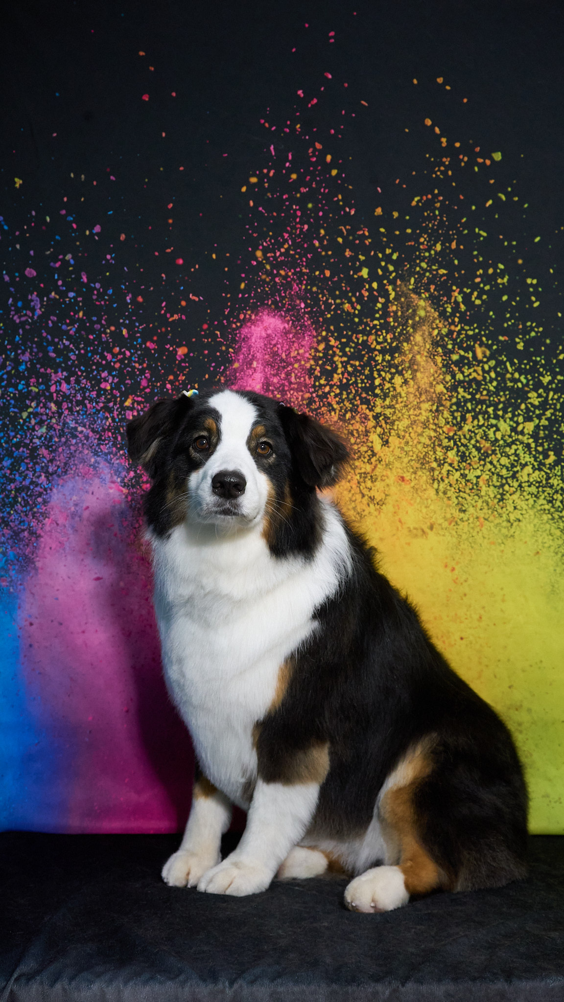 Shear Quality Pet Grooming