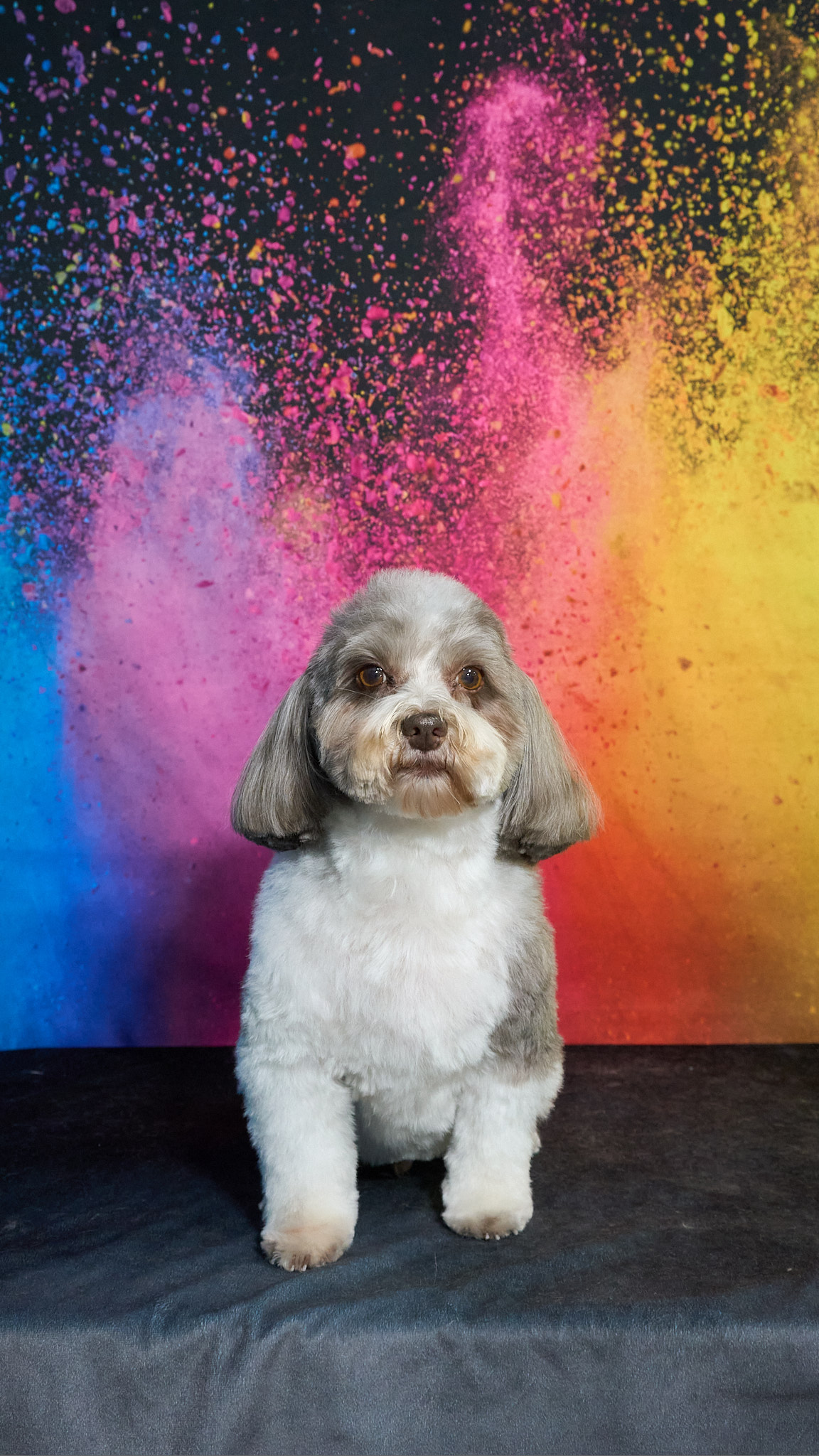 Shear Quality Pet Grooming