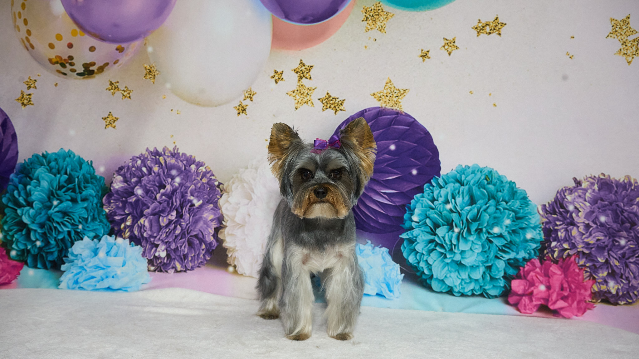 Shear Quality Pet Grooming