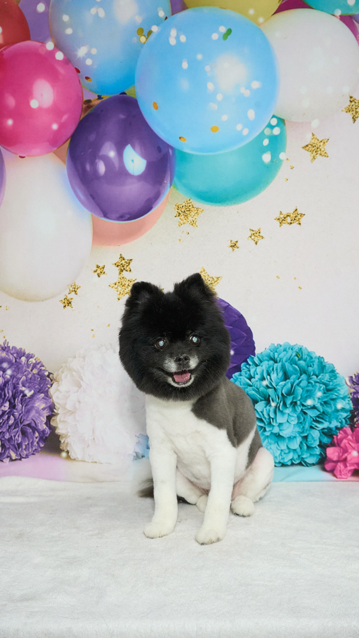 Shear Quality Pet Grooming