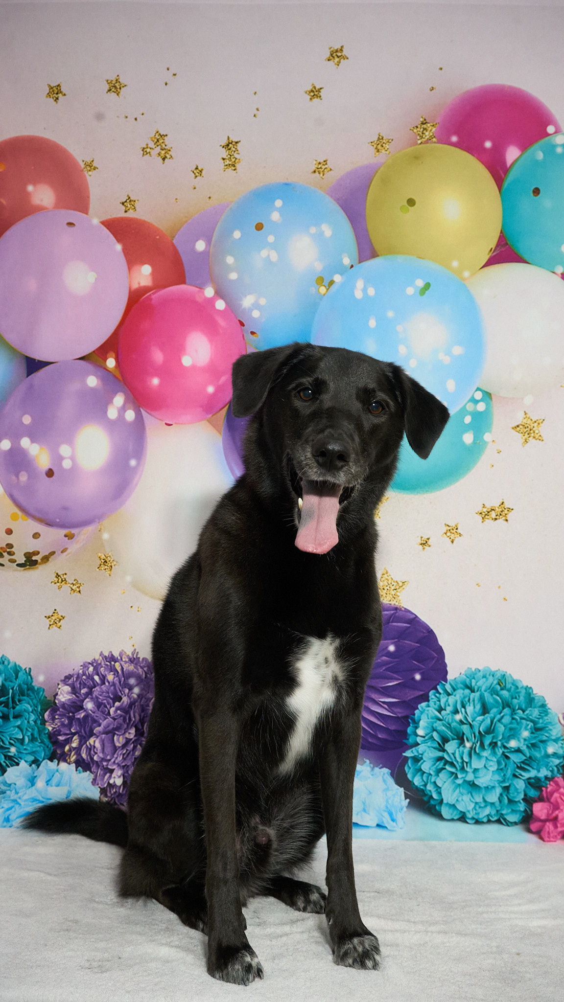 Shear Quality Pet Grooming