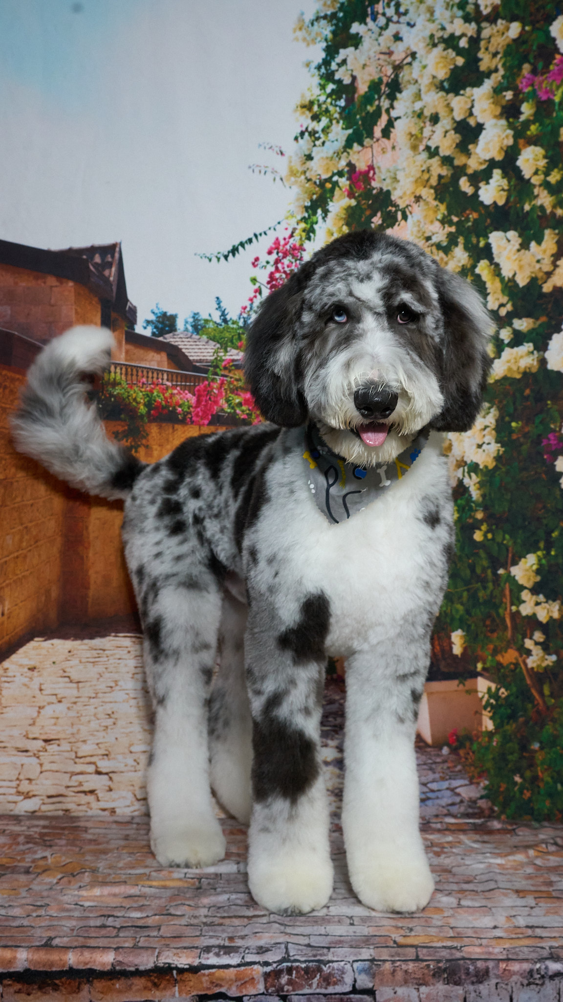 Shear Quality Pet Grooming