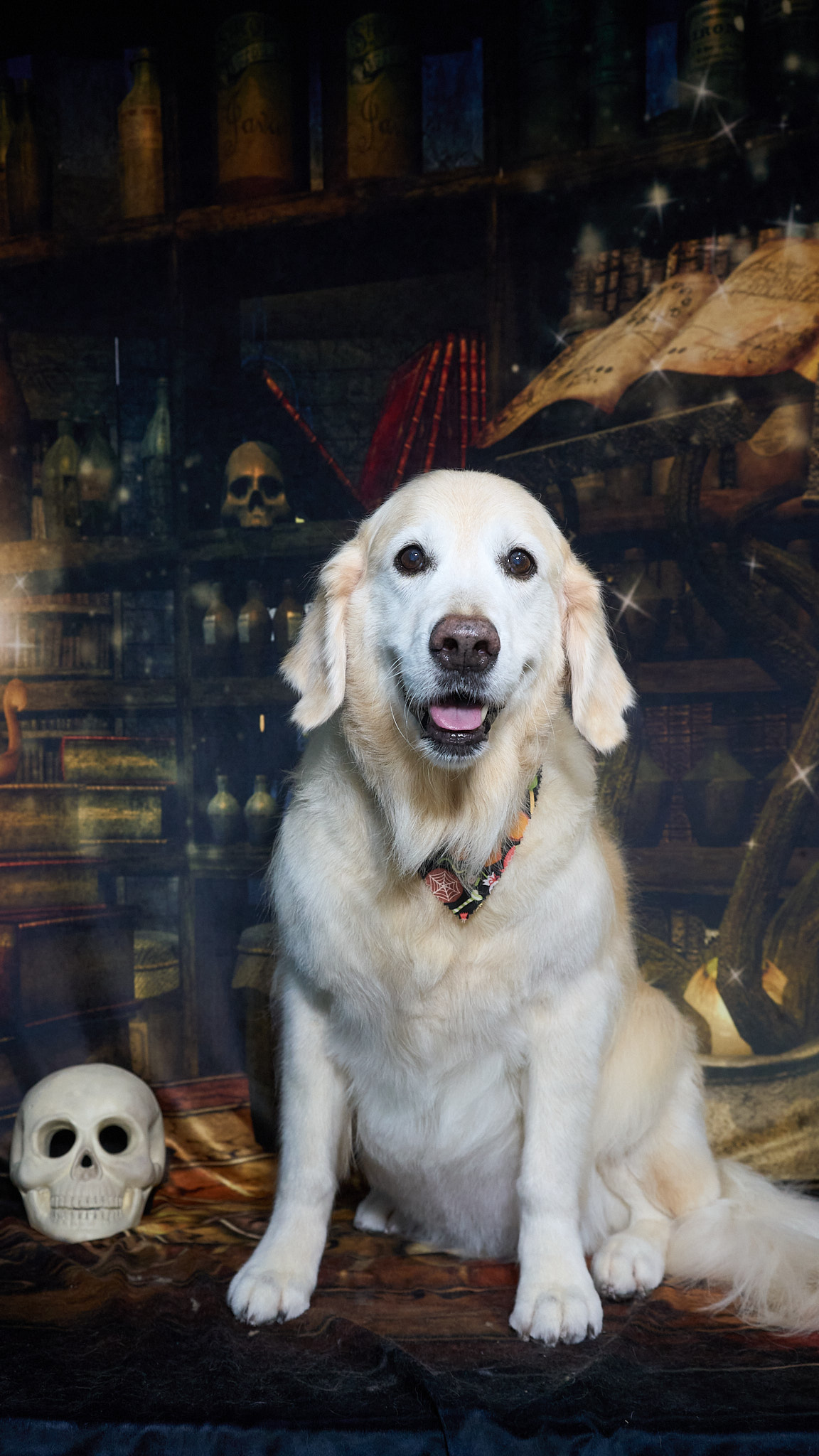 Shear Quality Pet Grooming