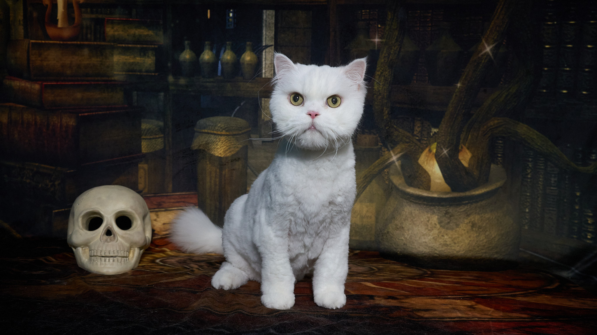 Shear Quality Pet Grooming